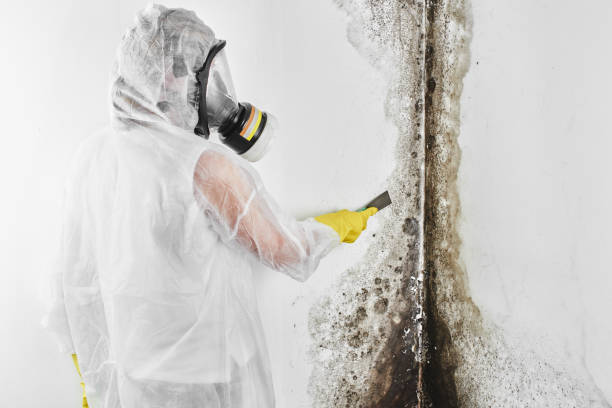 Best Mold Damage Restoration  in Garrettsville, OH